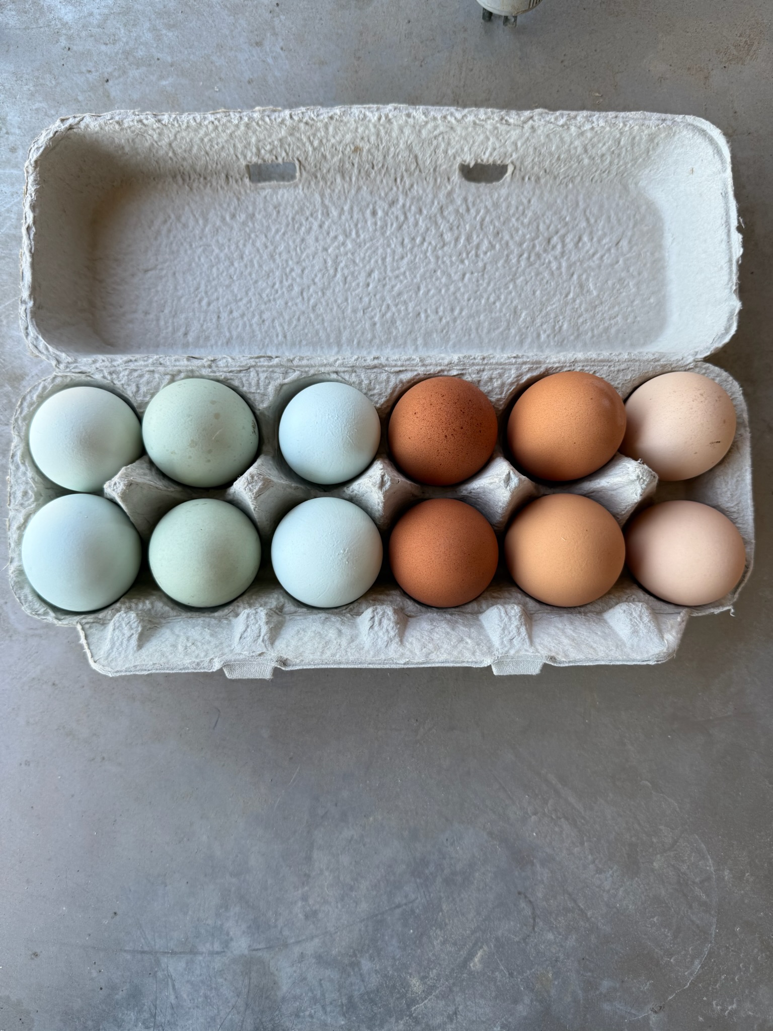Fresh Eggs — MTK Farm
